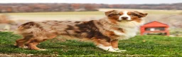 Australian Shepherd dogs for sale: Scamper - Ad 12