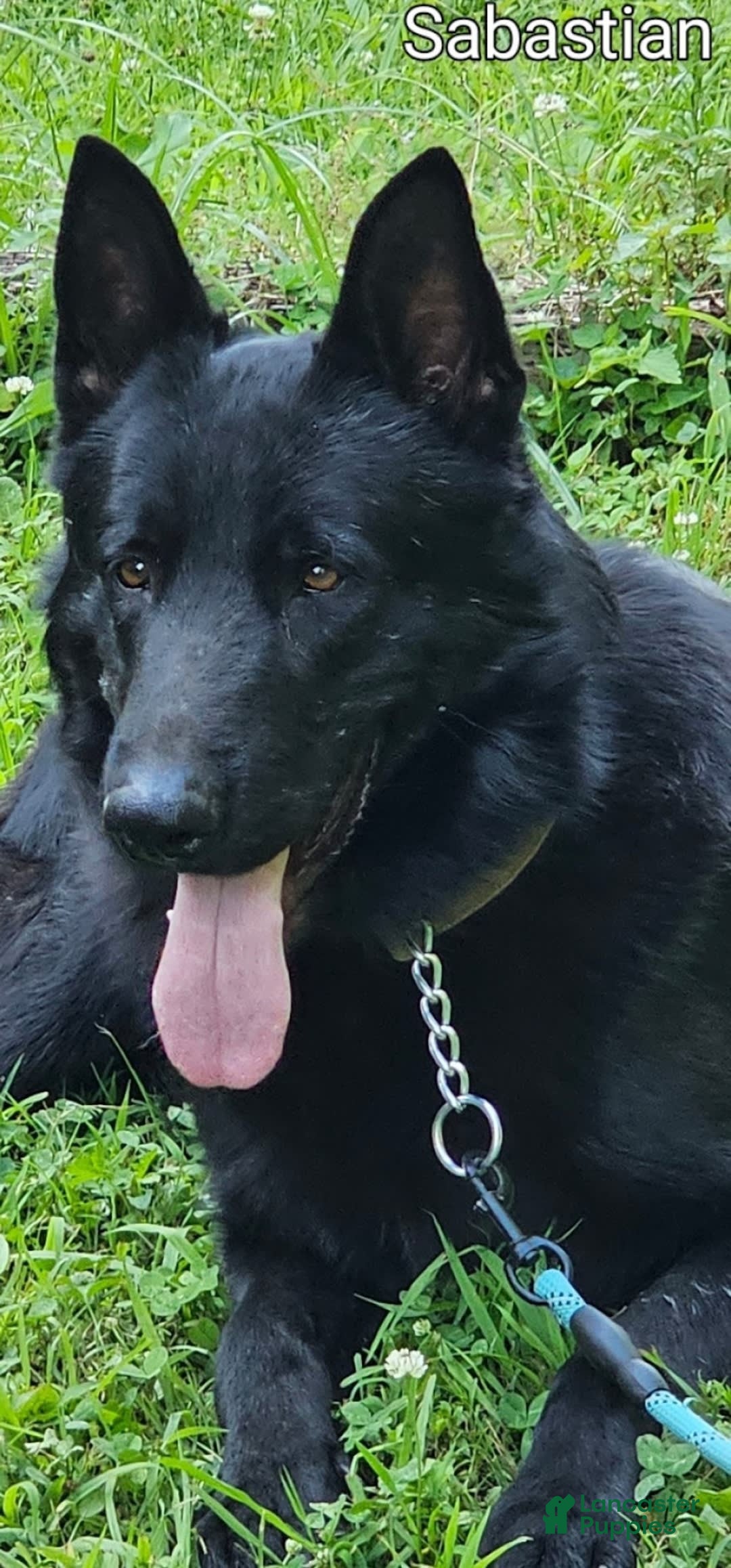 Gallery Image {{count}}