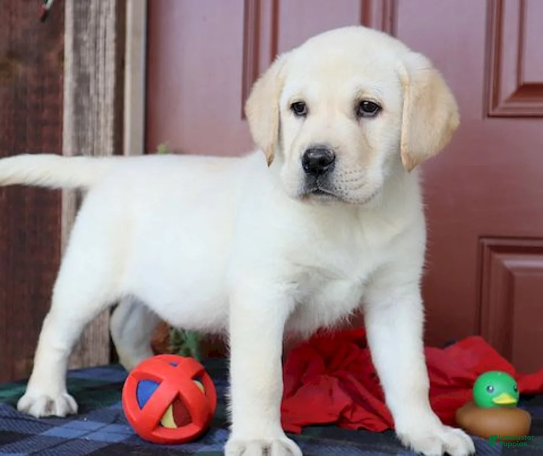Labrador Retriever dogs for sale: Diesel -Ch lines - Special price - Ad 5