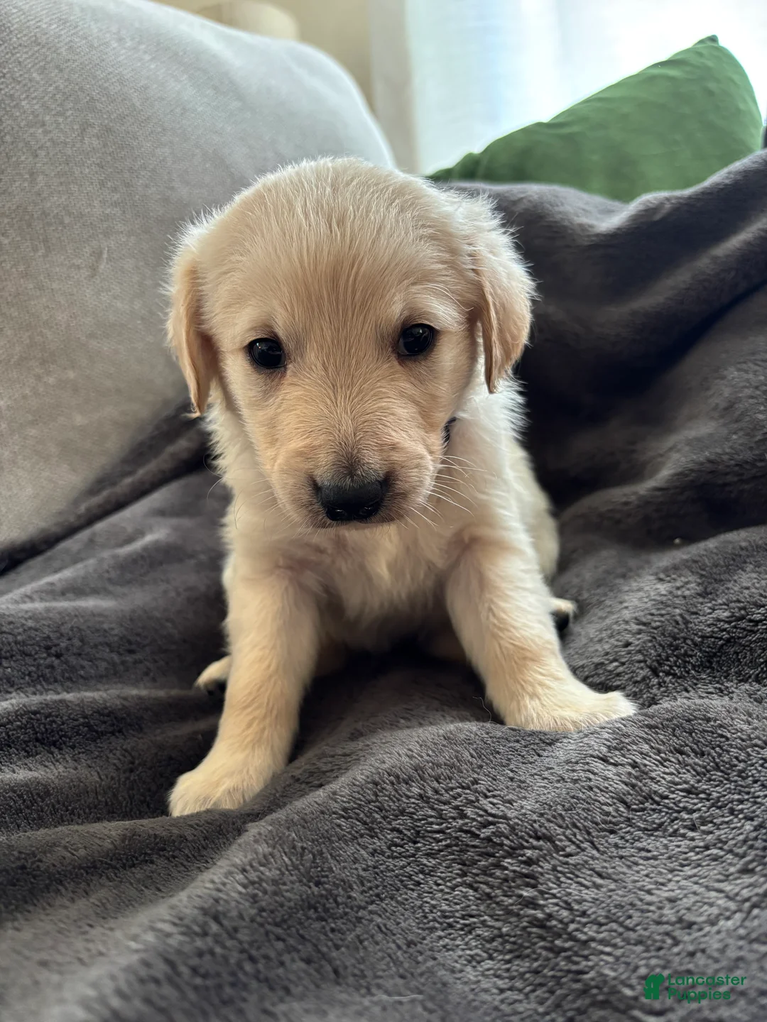 Mixed Breed dogs for sale: Purple Collar - Ad 1