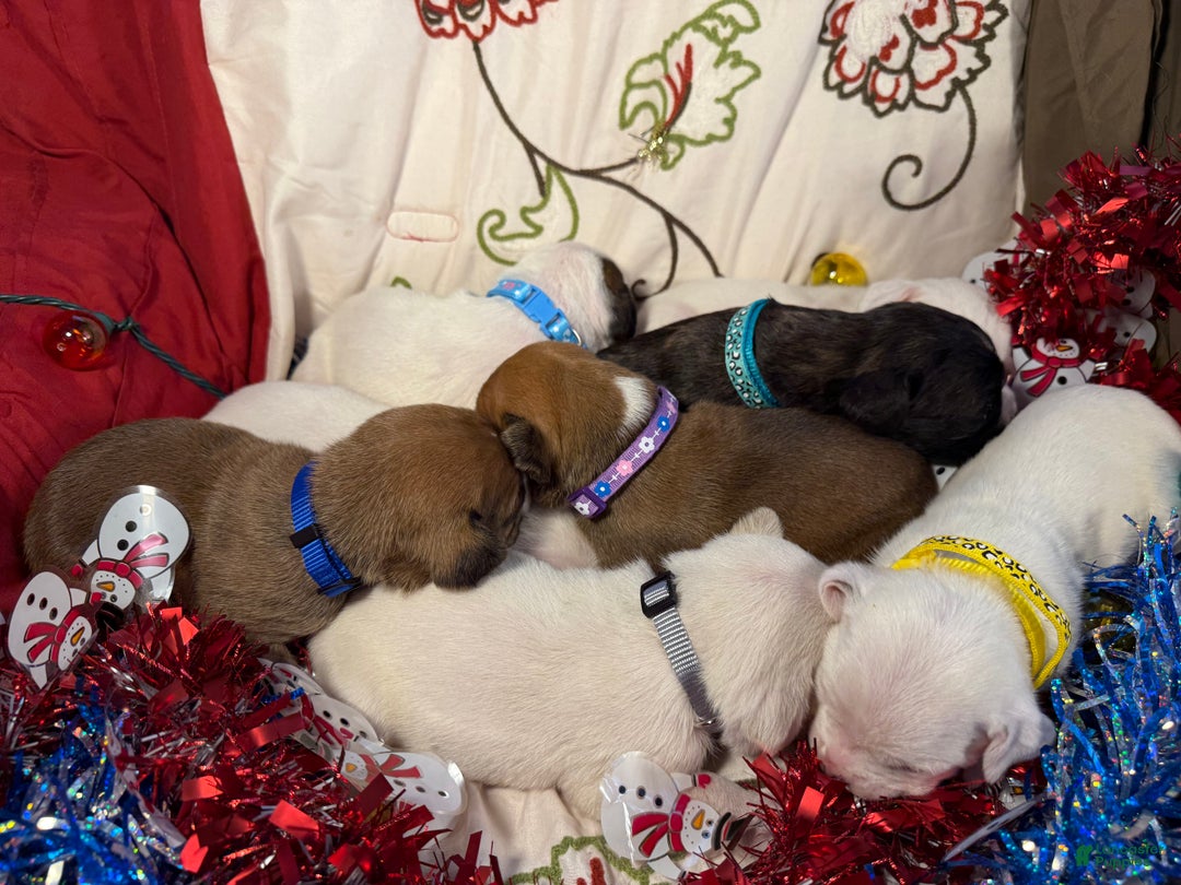 Mixed Breed dogs for sale: Puffball - Ad 10