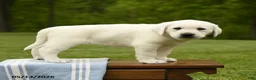 Labrador Retriever dogs for sale: Shavonne - Ad 1