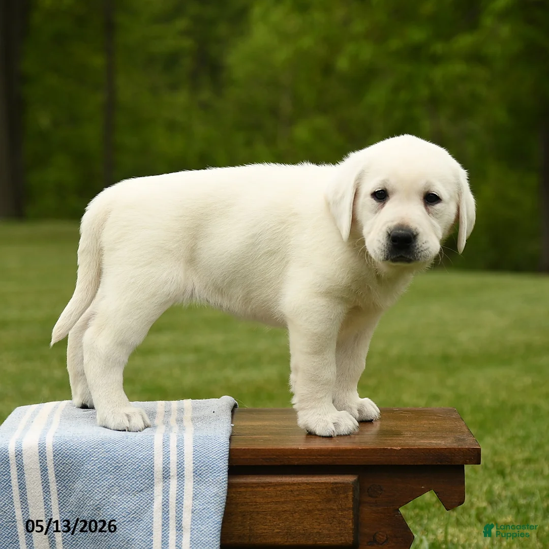 Labrador Retriever dogs for sale: Shavonne - Ad 1