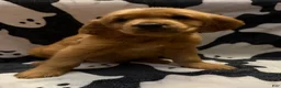 Golden Retriever dogs for sale: Freddie - Ad 1