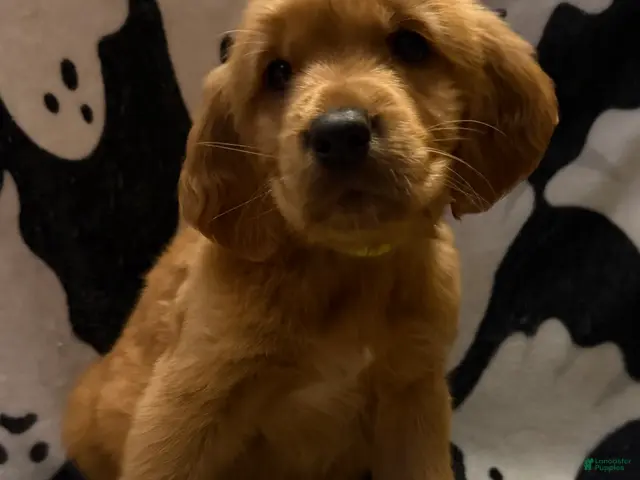 Golden Retriever dogs for sale: Freddie - Ad 7