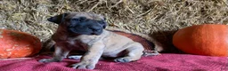 Great Dane dogs for sale: Lindy - Ad 5
