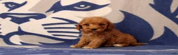 Mini Goldendoodle dogs for sale: Usman - Ad 4