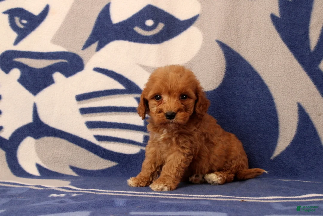 Mini Goldendoodle dogs for sale: Usman - Ad 4
