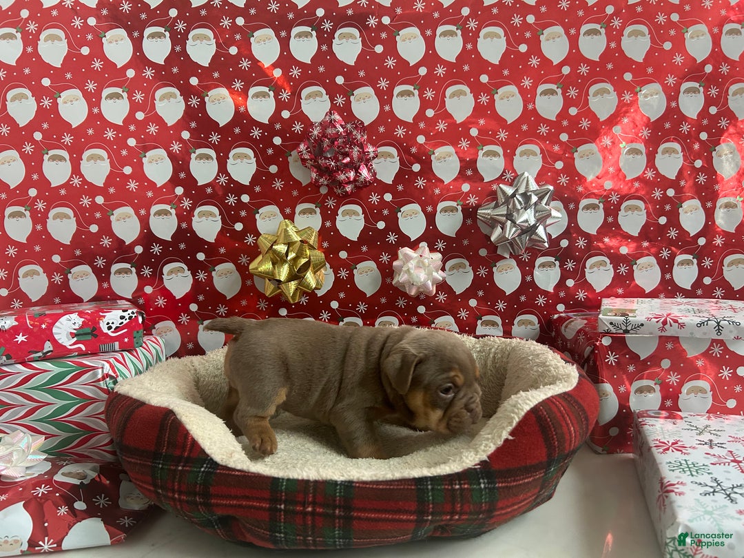 English Bulldog dogs for sale: Piper - Ad 5