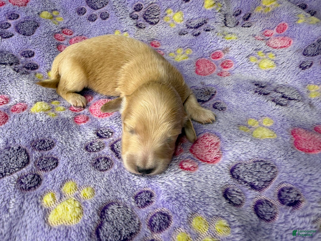 Dachshund dogs for sale: ee import cece - Ad 1