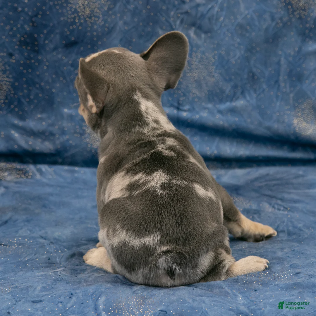 French Bulldog dogs for sale: Rusty - Ad 5