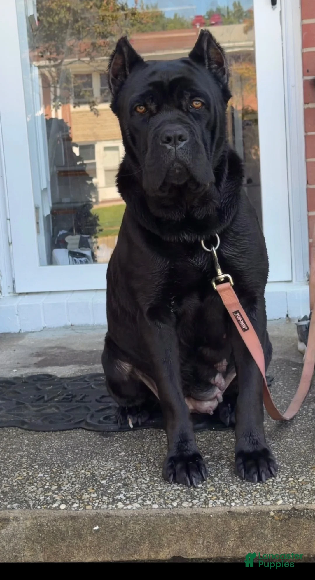 Cane Corso dogs for sale: Vader💚 - Ad 2