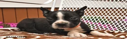 Boston Terrier dogs for sale: Daisy  - Ad 3