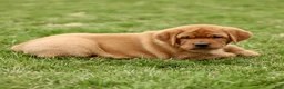 Labrador Retriever dogs for sale: Lenny  - Ad 3