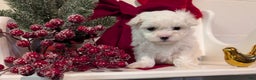 Maltese dogs for sale: Kona - Ad 4