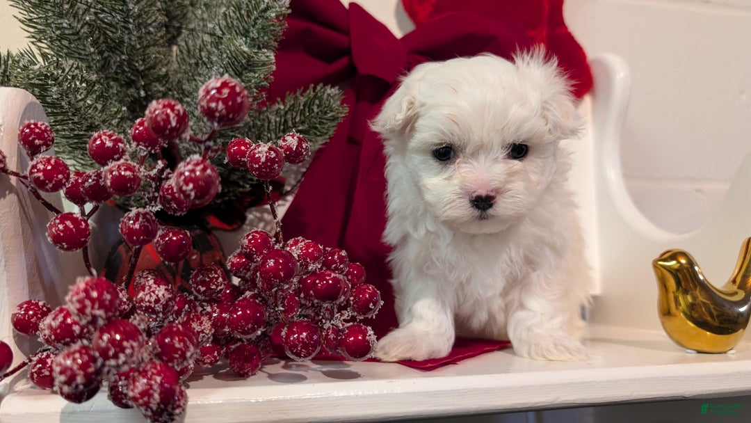 Maltese dogs for sale: Kona - Ad 4