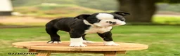 Boston Terrier dogs for sale: Brady - Ad 4