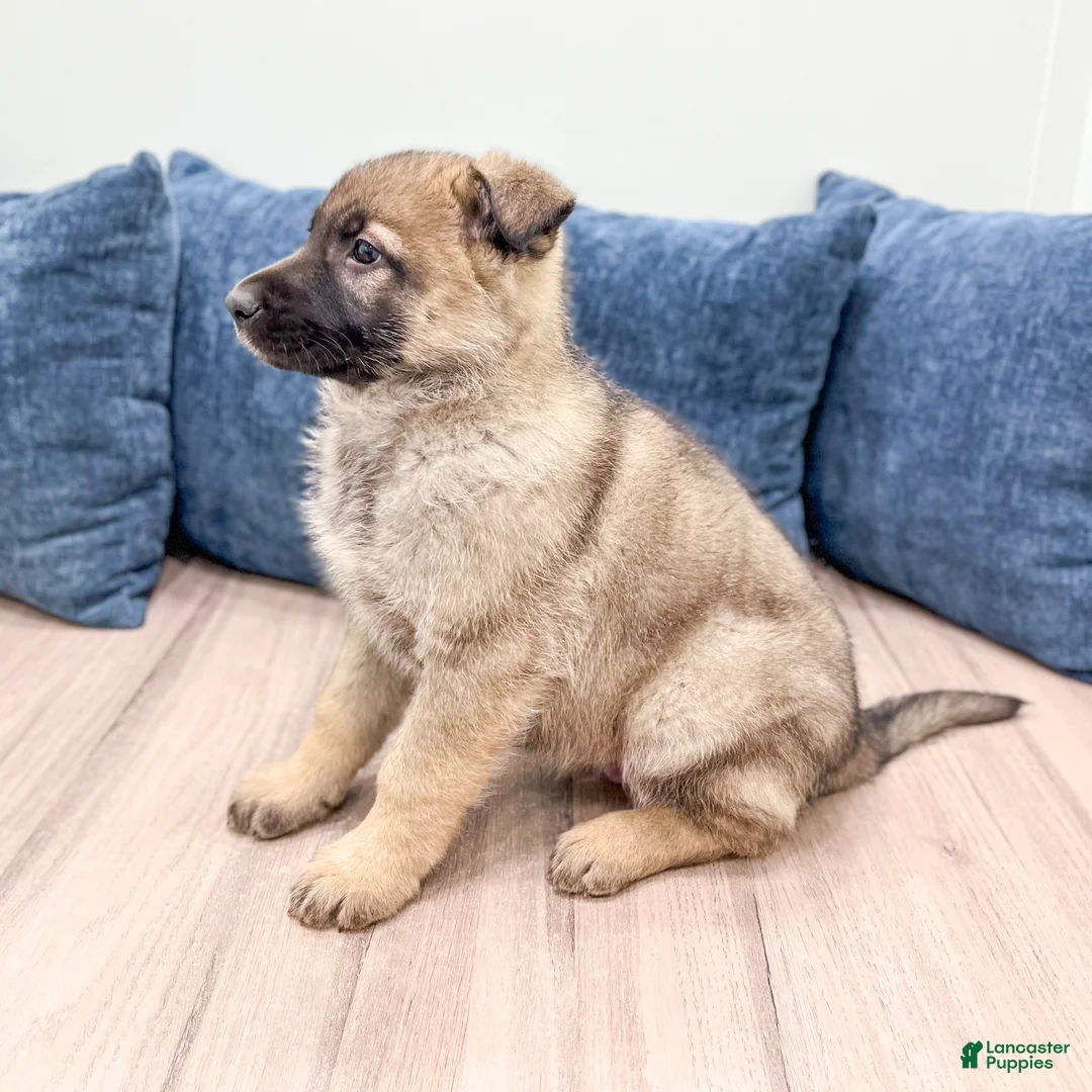 German Shepherd dogs for sale: Balto - Ad 4