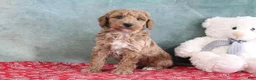 Mini Goldendoodle dogs for sale: Smokey - Ad 3