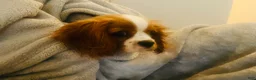 Cavalier King Charles Spaniel dogs for sale: Honey - Ad 2