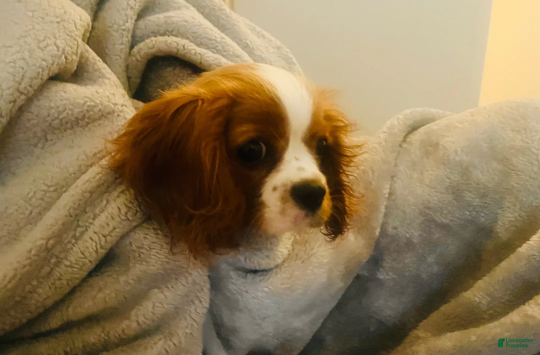 Cavalier King Charles Spaniel dogs for sale: Honey - Ad 2