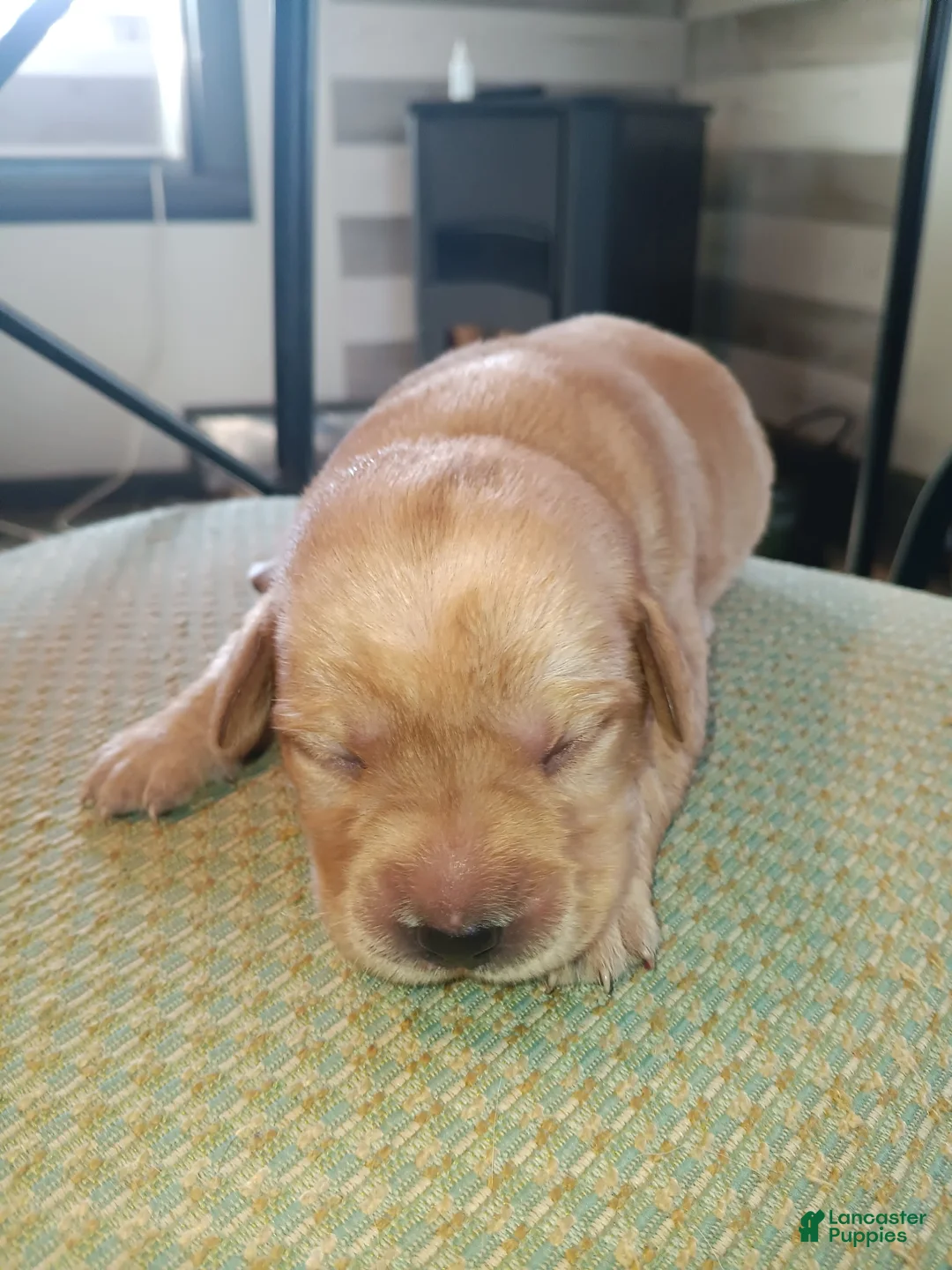 Labrador Retriever dogs for sale: Labrador Retriever Puppy 1 - Ad 1