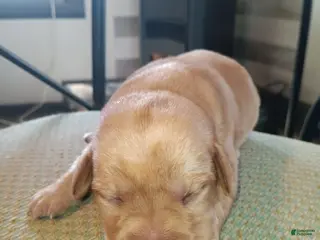 Labrador Retriever dogs Labrador Retriever Puppy 1 - Ad 7