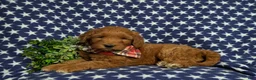 Goldendoodle dogs for sale: Finnian Hypoallergenic - Ad 4