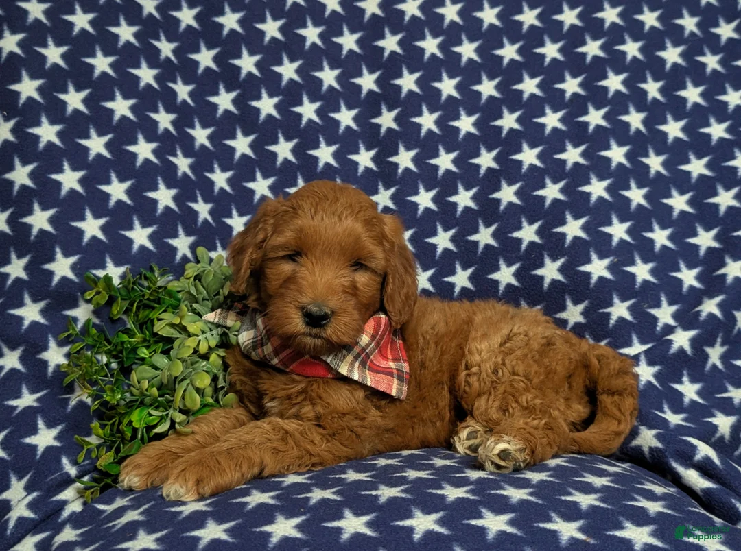 Goldendoodle dogs for sale: Finnian Hypoallergenic - Ad 4