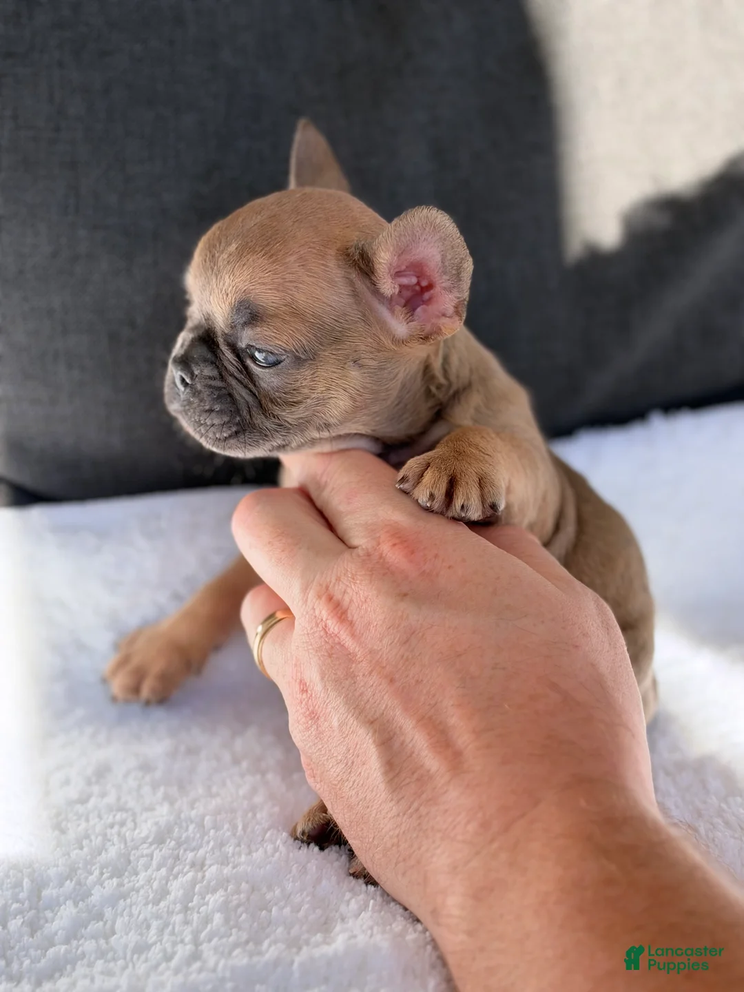 French Bulldog dogs for sale: French Bulldog 3 - Ad 5