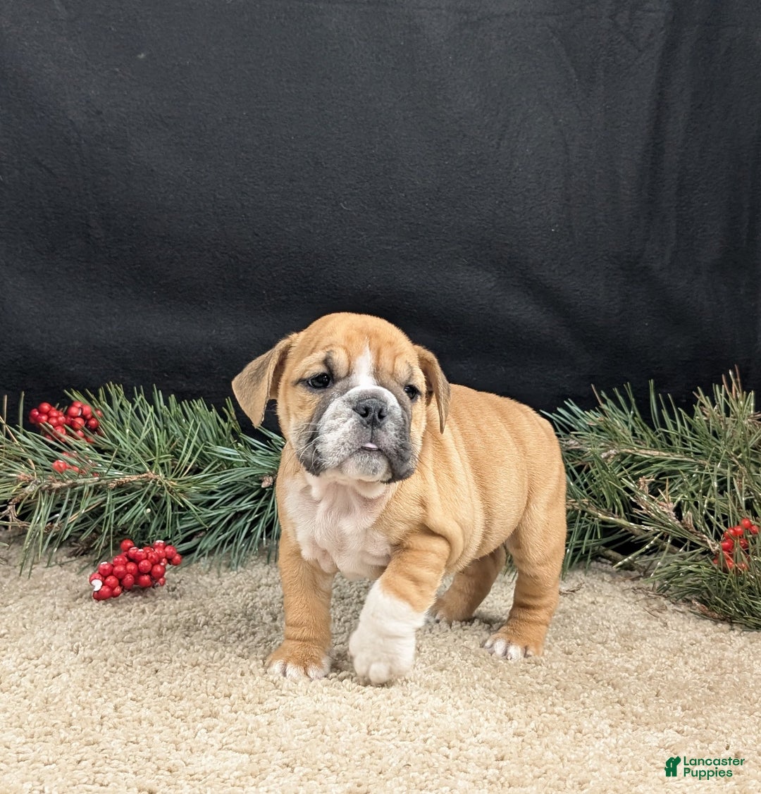 English Bulldog dogs for sale: Joy  - Ad 5