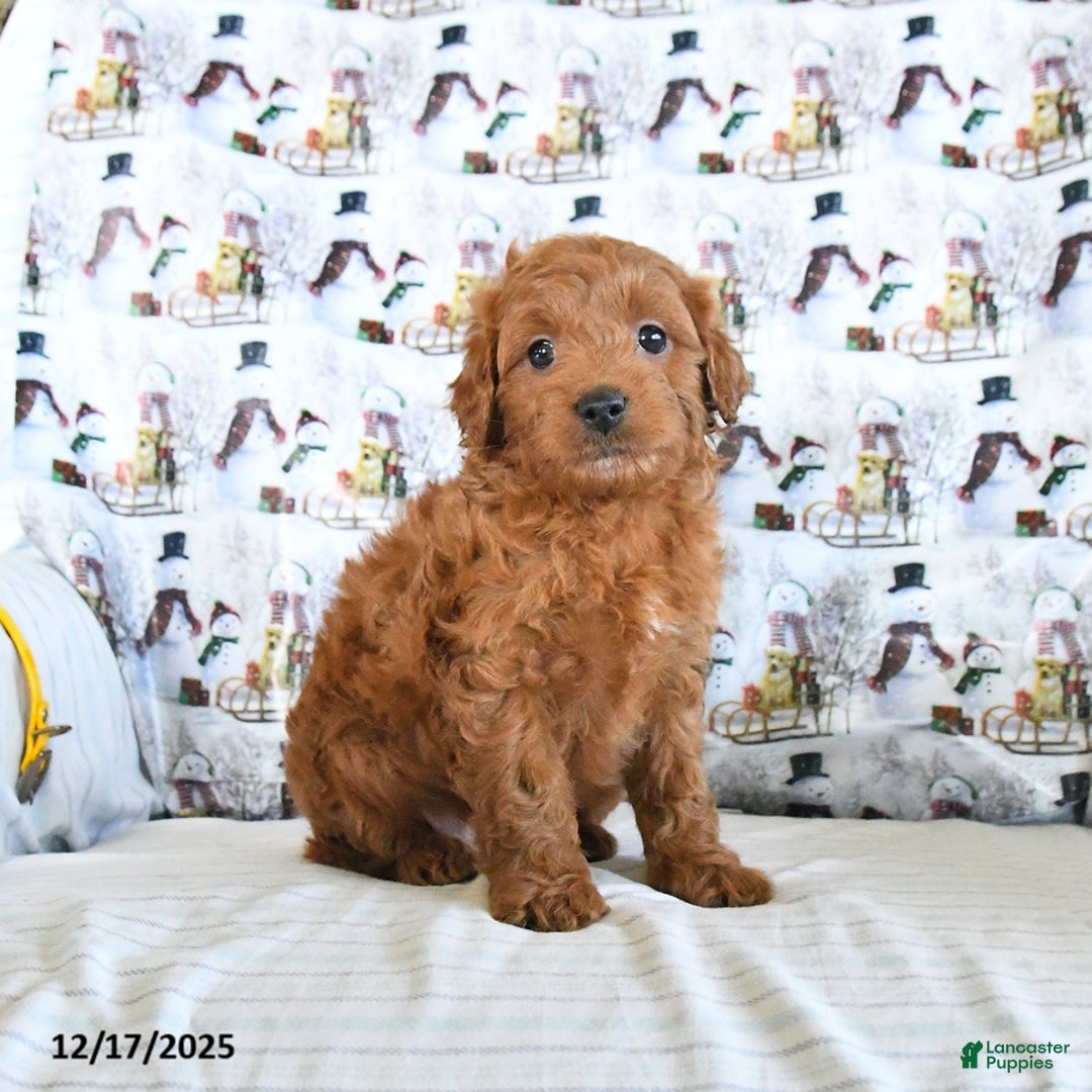 Mini Goldendoodle dogs for sale: Finn - Ad 3