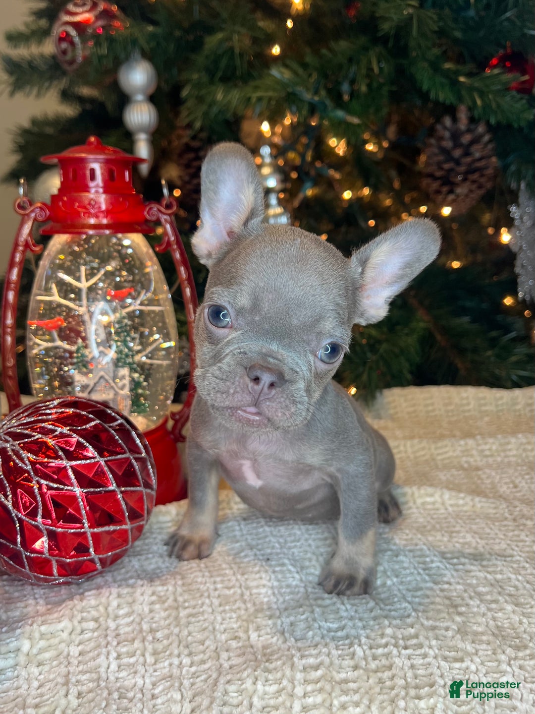 French Bulldog dogs for sale: Reese’s Akc - Ad 9