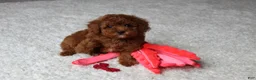 Toy Poodle dogs for sale: Maxwell - Ad 3