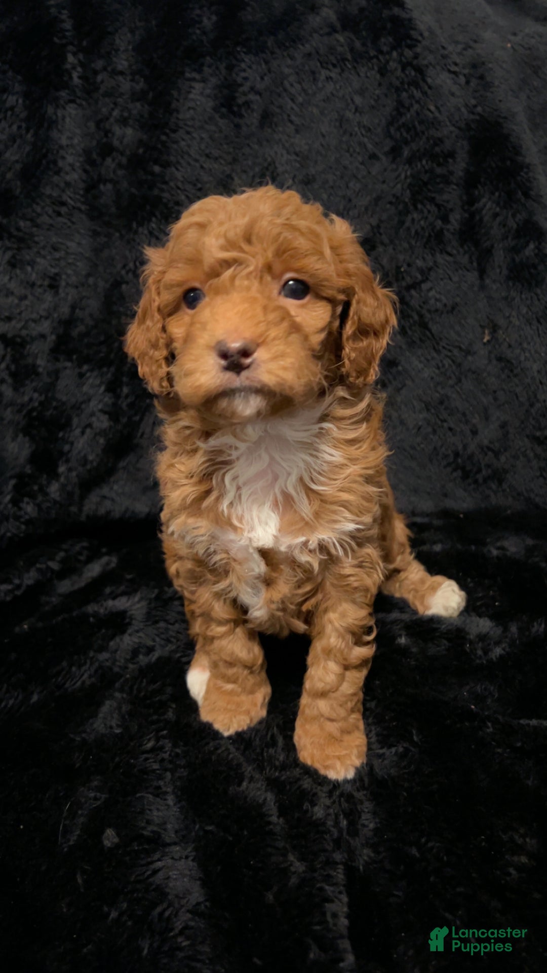 Mini Goldendoodle dogs for sale: Ms Grits - Ad 3