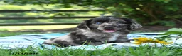 English Cocker Spaniel dogs for sale: Nugget - Ad 1