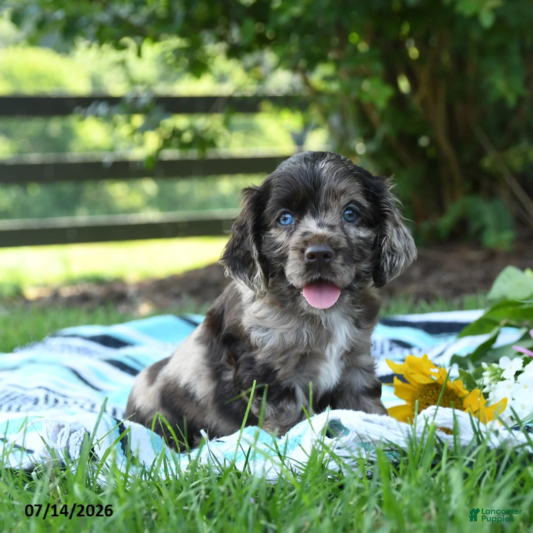 English Cocker Spaniel dogs for sale: Nugget - Ad 1