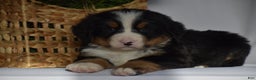 Bernese Mountain Dog dogs for sale: Ryder - Ad 4