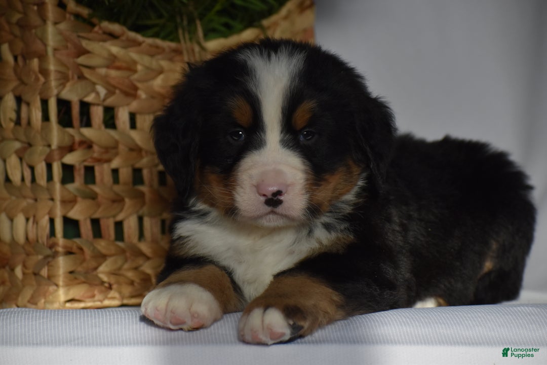 Bernese Mountain Dog dogs for sale: Ryder - Ad 4