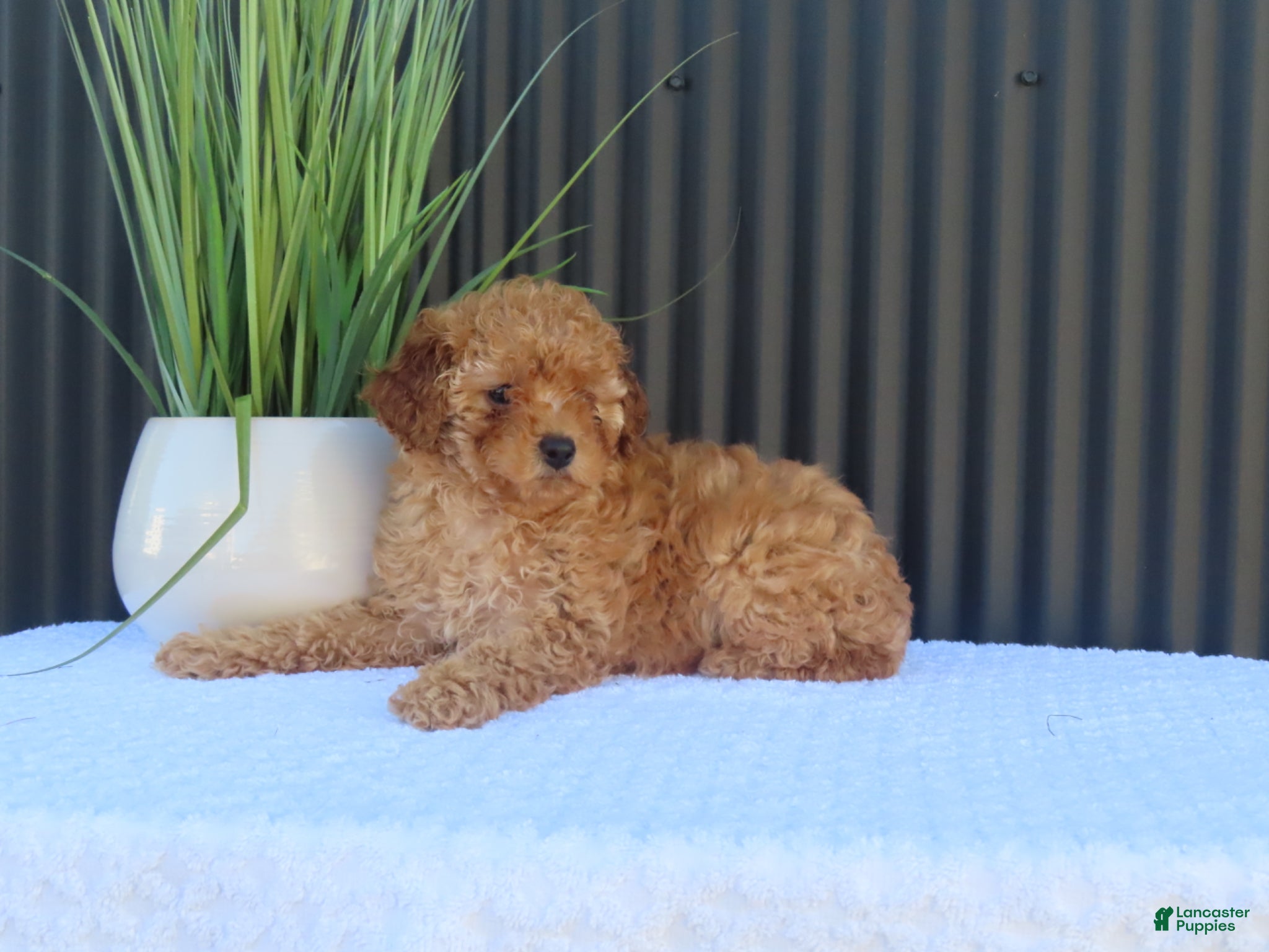 Toy Poodle dogs for sale: Misty - Ad 5
