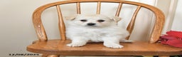 Pomapoo dogs for sale: Snowball - Ad 1