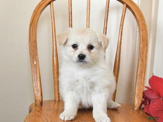 Pomapoo dogs Snowball - Ad 11