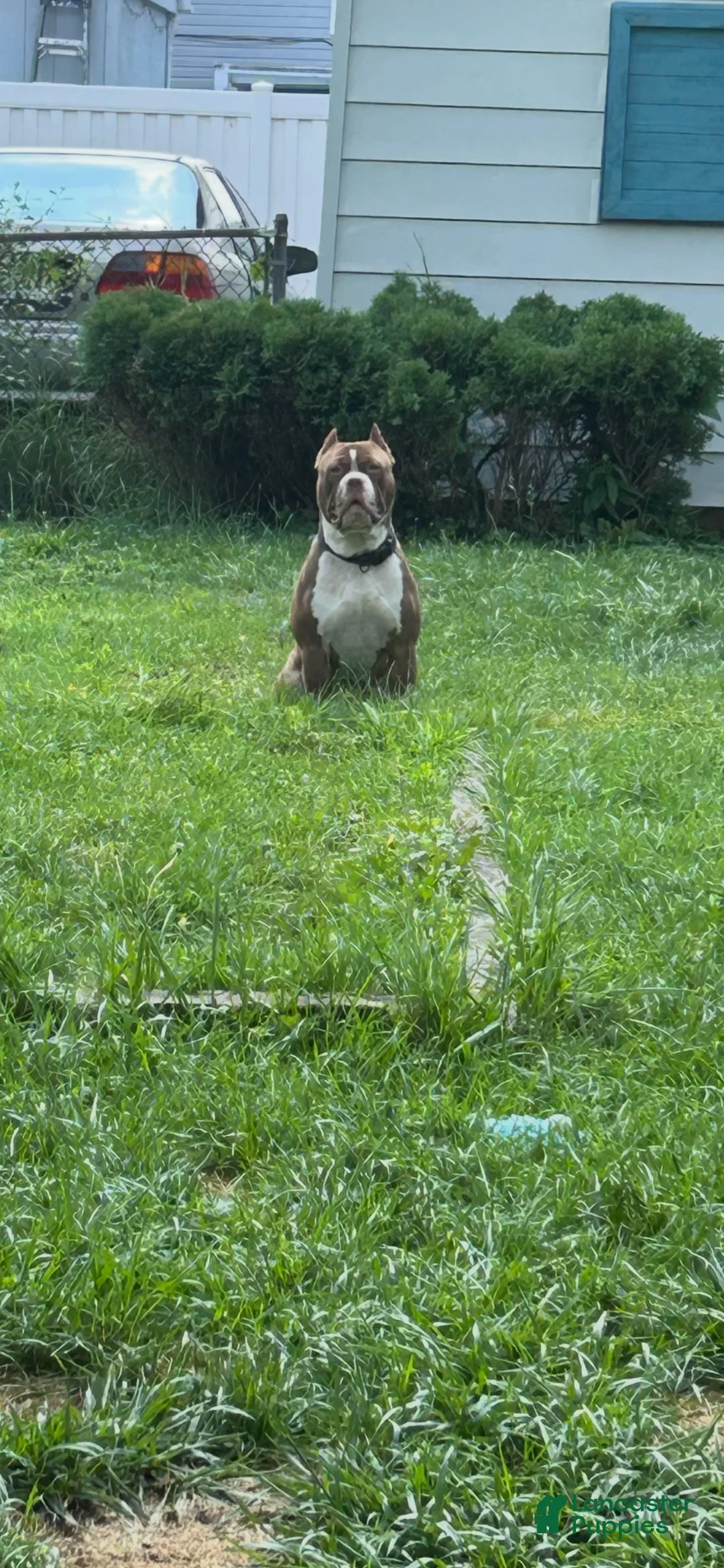 Mixed Breed dogs for sale: Papi - Male - Ad 4