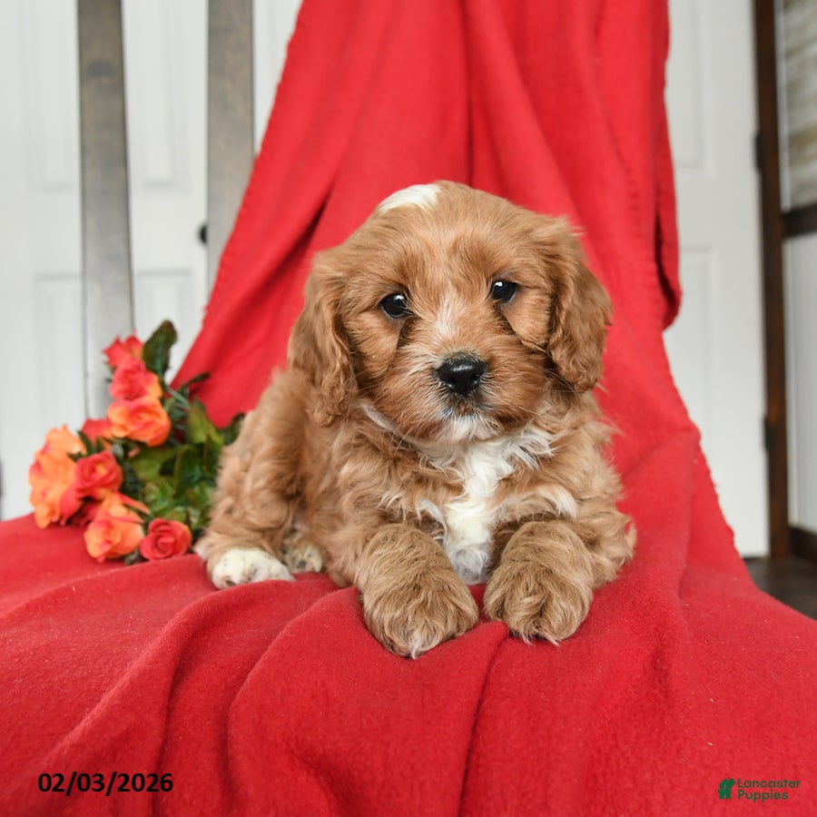Cavapoo dogs Cuddles - Ad 10