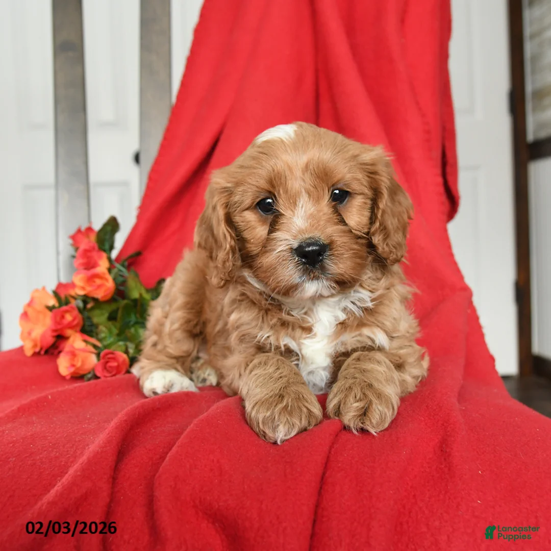 Cavapoo dogs for sale: Cuddles - Ad 1