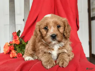 Cavapoo dogs Cuddles - Ad 10