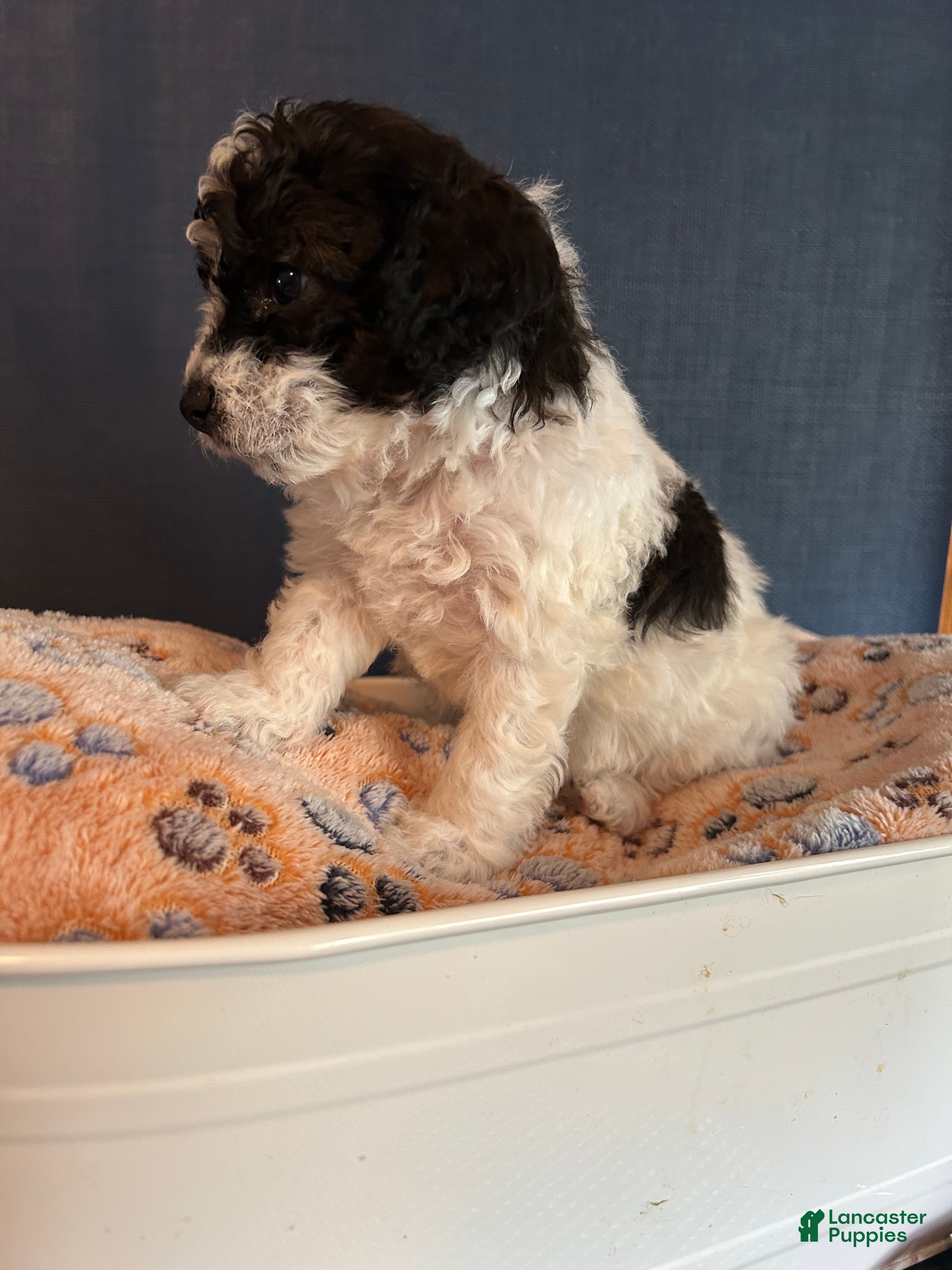Cavapoo dogs Cavapoo 3 Montana - Ad 2