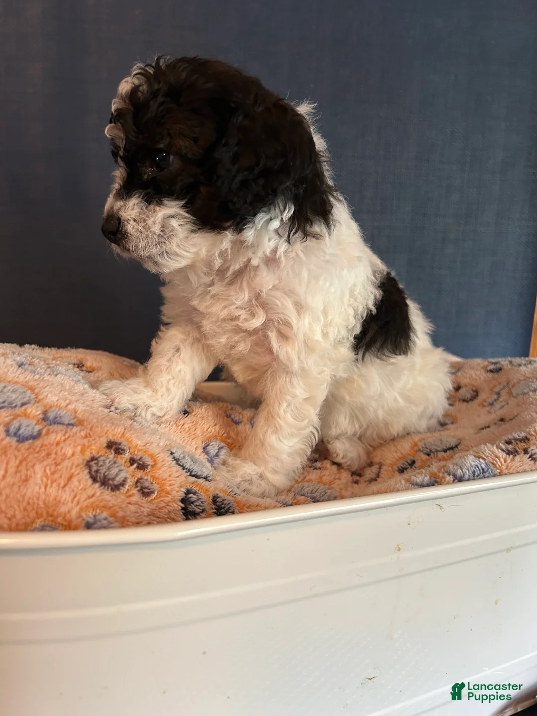 Cavapoo dogs for sale: Cavapoo 3 Montana - Ad 2