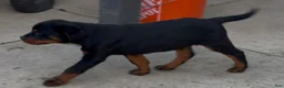 Rottweiler dogs for sale: Rottweiler 1 - Ad 13