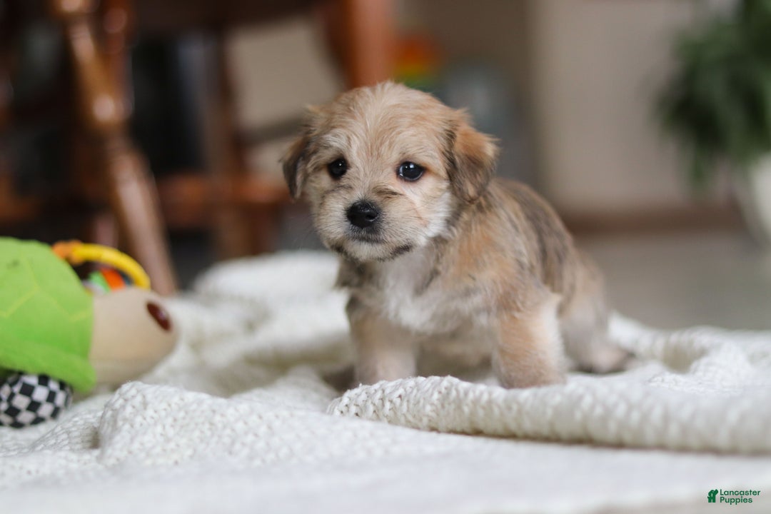 Morkie dogs for sale: Louie - Ad 5